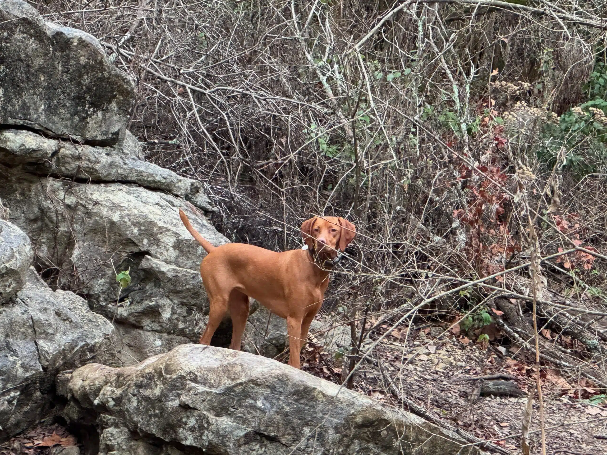 Bella hiking outdoors